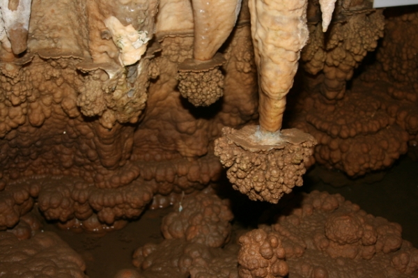 천동동굴 산호(사진=단양군 제공)
