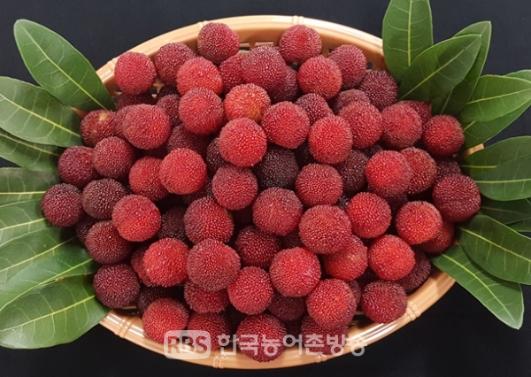 전남농기원, 베이베리 열매 (제공=전라남도농업기술원)