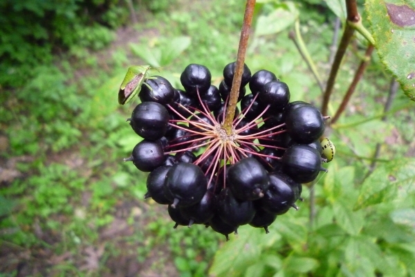 가시오가피 열매(사진=산림청 제공)