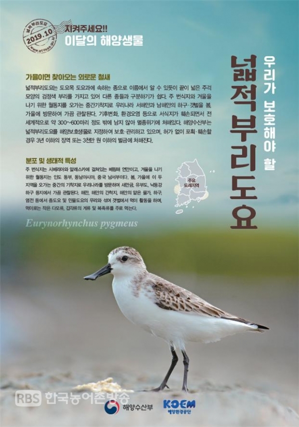 넓적부리도요 - 2019년 10월 이달의 해양생물 선정 포스터(사진=해양수산부)