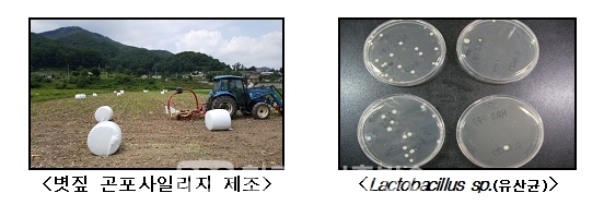 유산균이 처리된 곤포사일리지 제조 모습 (사진=횡성군)