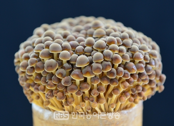 충북농기원에서 육성하고 있는 갈색 팽이버섯(사진=충청북도)