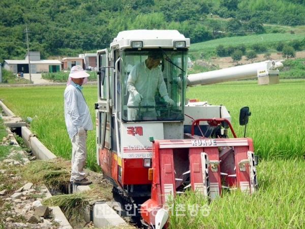 진도쌀 수확현장 (사진=전형대)