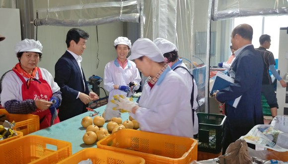 조규일 진주시장이 지난 8월 27일 농산물 수출에 새로운 활로가 되고 있는 문산읍 소재 한국배영농조합을 찾아 직원들을 격려하며 배를 살펴보고 있다.