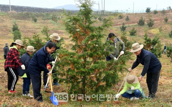 13일 전북 고창군 대산면 편백나무 채종원에서 편백나무에 비료를 주고 있다.(사진=산림청 제공)