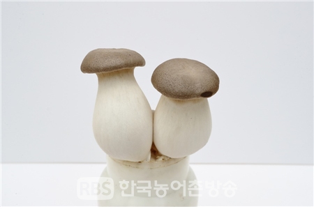 큰느타리 버섯(새송이) (사진=농촌진흥청)