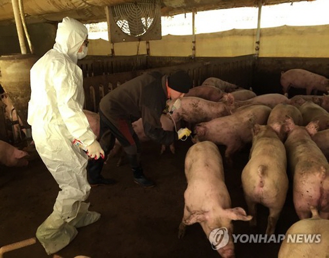 돼지 축산농가 (사진=연합뉴스)