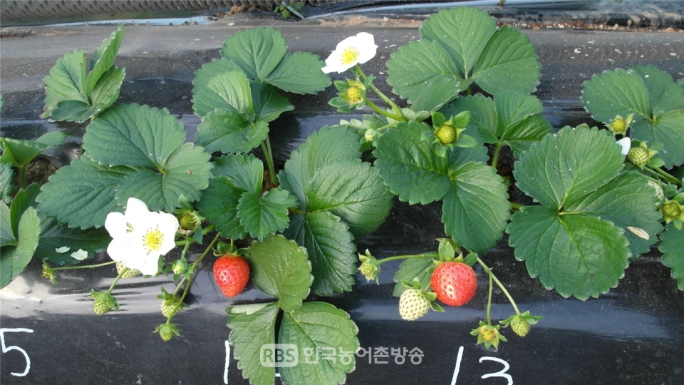 씨앗으로 번식하는 딸기 ‘씨베리’ (사진=농촌진흥청)