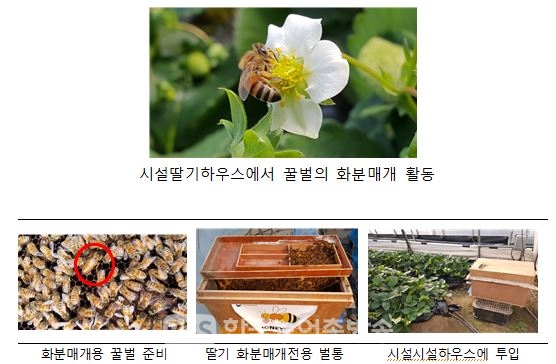 딸기에서 화분매개용 꿀벌 표준 사용법(사진=농진청)