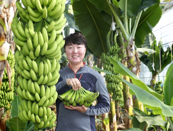 바나나 수확 중인 올바나나 강승훈 대표 (생비량면)