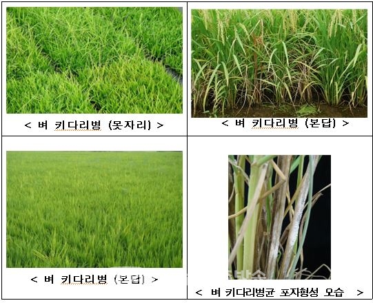 [농진청] ‘올바른 볍씨 소독’, 벼 키다리병 막는 열쇠