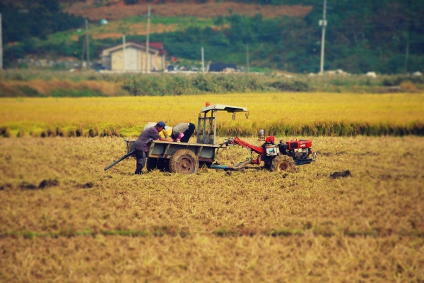 농산물 수확 (사진=Pixabay)