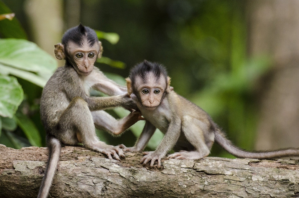 원숭이 (사진=Pixabay)