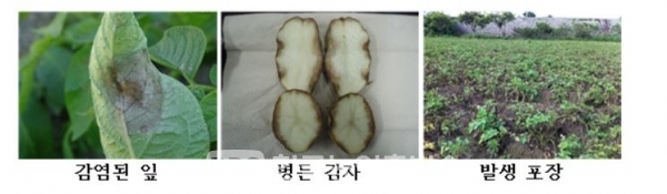 감자 역병 (사진=농진청)