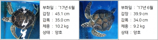 인공증식 개체 푸른바다거북 (사진=해양수산부)