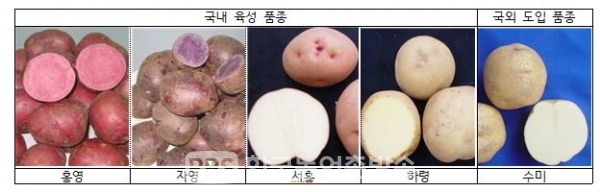 국내 주요 감자 품종(국내 육성 품종 4종, 국외 도입 품종 1종)사진=농진청