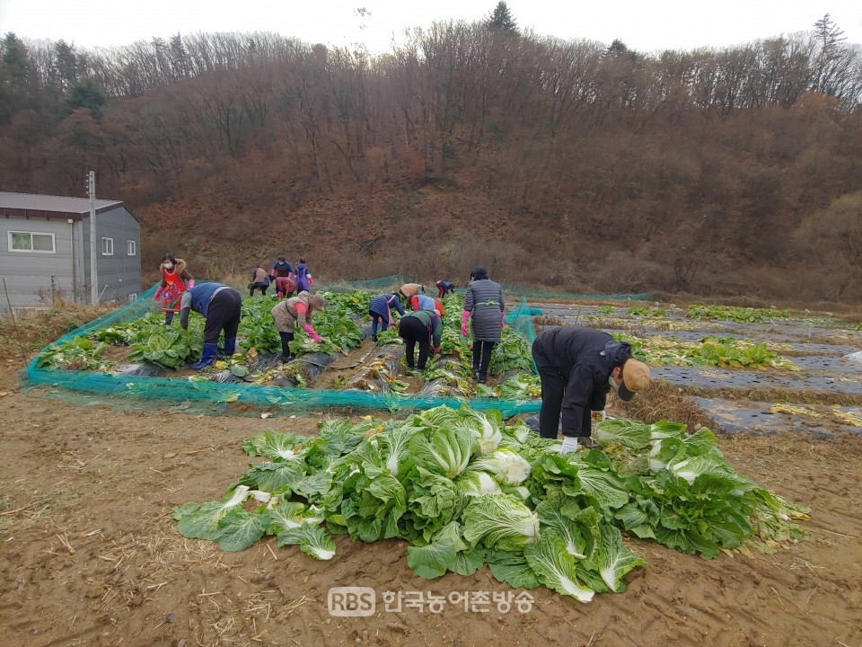 친환경 농산물을 수확하는 자원봉사자들(사진=한국장애인농축산기술협회)