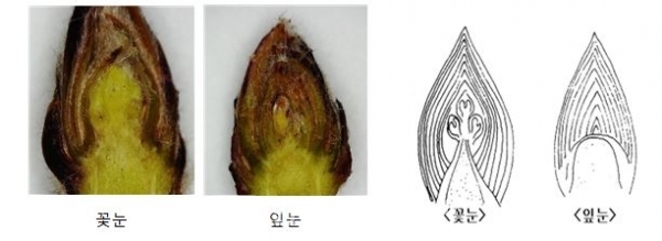 열매가지의 절단면이 꽃눈(왼쪽)인지, 잎눈인지 확인하면 됨(사진=농진청)