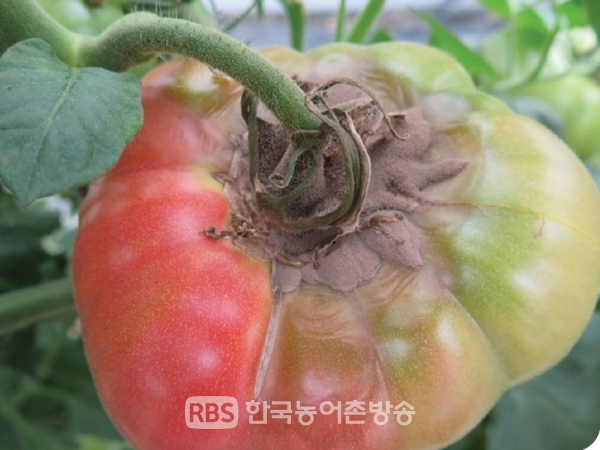 토마토 과일에 발생한 잿빛곰팡이병(사진=농진청)
