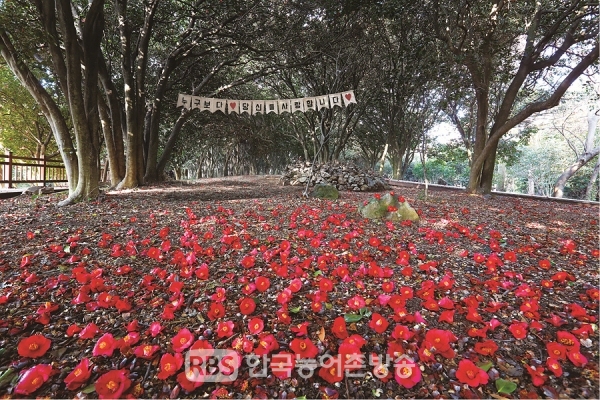 화려한 동백꽃을 볼 수 있는 한려해상국립공원 ‘오동도’(사진제공=여수시)