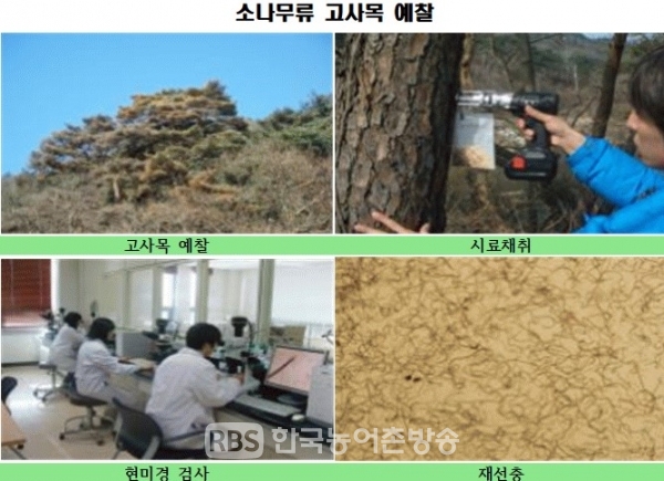 재선충병 방제 관련 사진 모음/소나무류 고사목 예찰(자료제공=전북도청)
