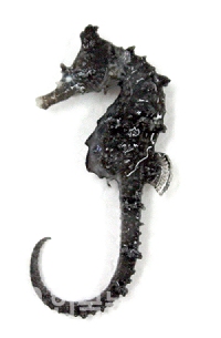 해양어류(신종) Hippocampus haema(해마) (사진=해양수산부)