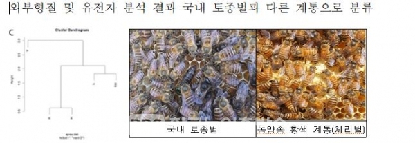 동양종 꿀벌 유전형질 특성 분석 결과(사진=농진청)