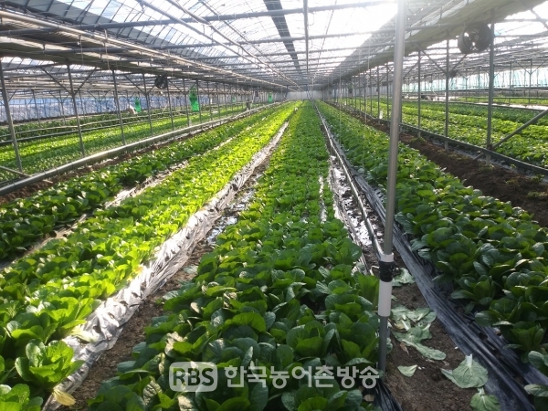 2021 친환경농업직불금 30일까지 접수_얼갈이(사진=전주시)