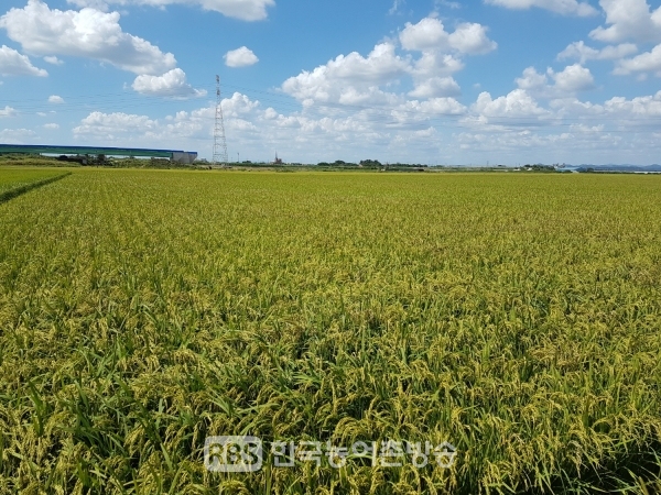 익산 친환경쌀 CJ공급(사진=익산시)