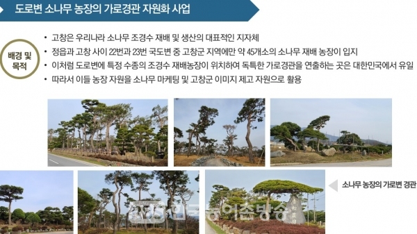 조경수 산업육성방안_도로변 소나무 가로경관 특구(사진=고창군)