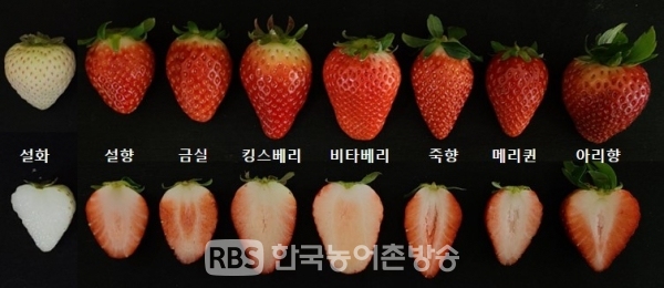 수출유망 딸기품종(사진=농진청)