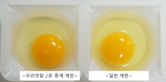                                                         (좌)토종 달걀, (우)일반 달걀