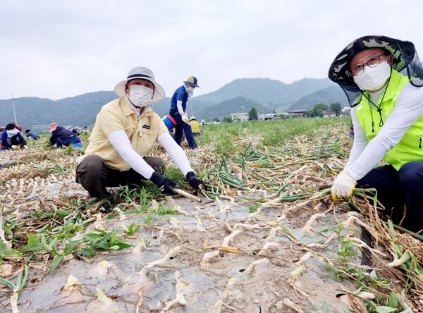 강선욱(62) 함양농협 조합장은 조합장 당선 2년 만에 농업경쟁력 대통령표창을 수상한 이력을 가지고 있다. 사진은 양파농가 일손돕기 모습.