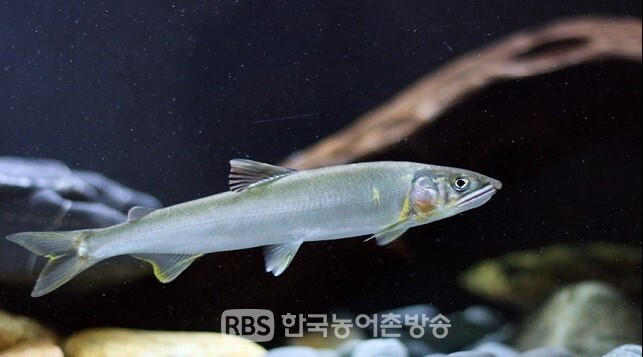 충주호, 토종어류 은어수정란 5백만립 이식