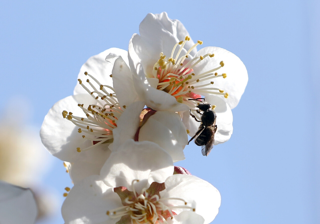 포근한 봄 날씨를 보인 지난 27일 서울 성북구 길상사에서 벌이 꿀을 빨고 있다. [사진제공=뉴스1]