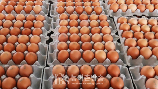 농림부 산란계 농가 계란 살충제 집중 검사 적발시 전량 회수