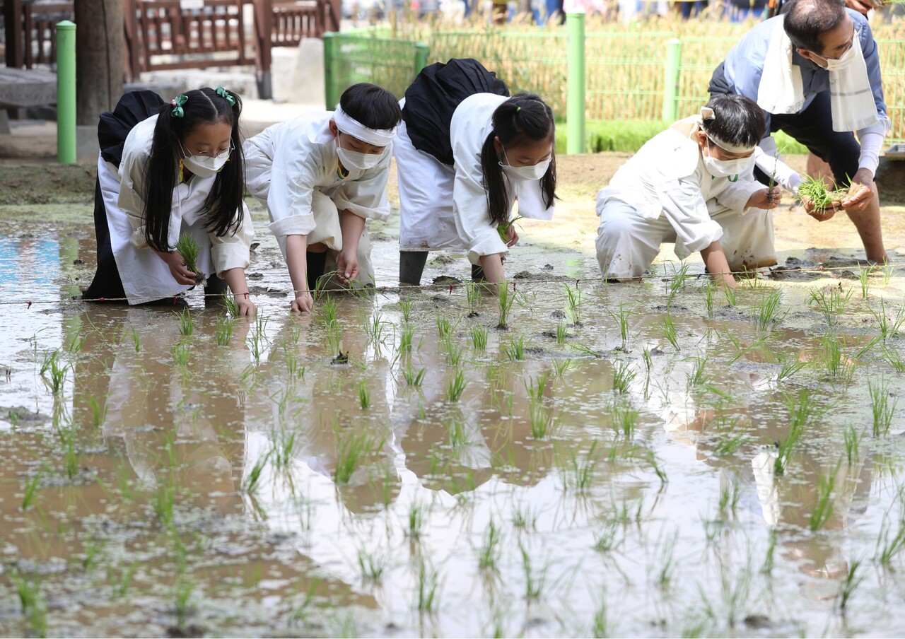 미동초등학교 학생들이 지난 5월 오전 서울 중구 농업박물관에서 전통 손모내기 체험을 하고 있다.[뉴스1]