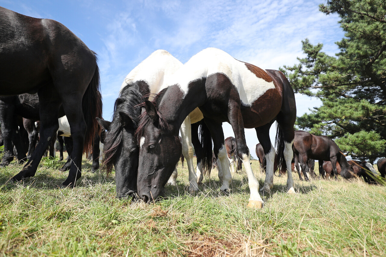 풀 뜯는 한라마. 위 사진은 기사 내용과 직접적인 관련이 없습니다. [뉴스1]