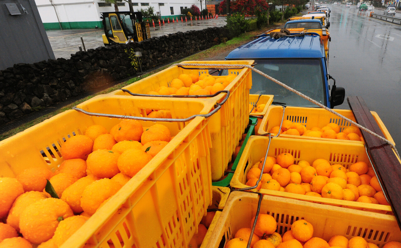 비상품 감귤. 위 사진은 기사 내용과 직접적인 관련이 없습니다. [뉴스1]