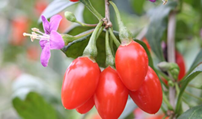 청양 구기자 [청양군]