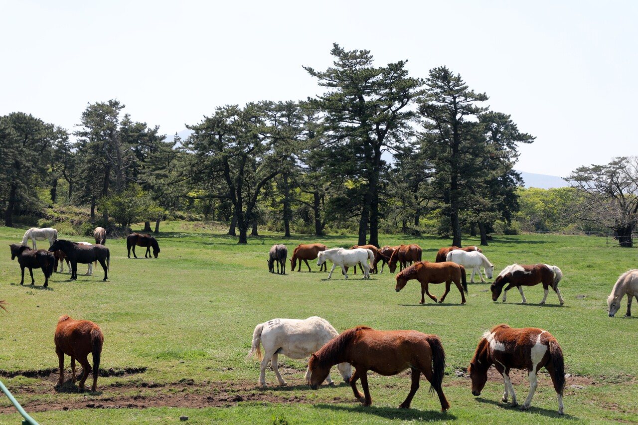 제주마. [뉴스1]