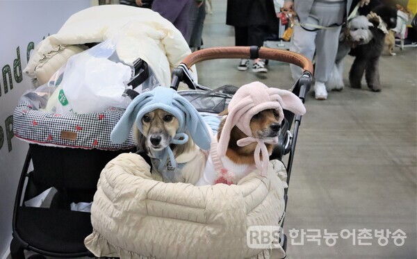 18일 오전 경기도 고양시에서 열린 대규모 펫 산업 박람회 '2022 메가주'에서 반려견이 토끼모자를 쓰고 유모차에 앉아 있다. [조수아 인턴기자] 