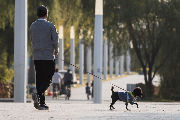 23일 서울시내 한 공원에서 시민들이 반려견과 함께 산책을 하고 있다. 최근 가수 겸 배우 최시원씨(30) 가족이 기르던 반려견에 물려 한식당 한일관의 대표 김모(53·여)씨가 숨지면서 반려동물 관리에 대한 관심이 높아지고 있다. 농림축산식품부는 현행법상 목줄과 입마개를 착용해야하는 도사견, 아메리칸 핏불 테리어, 아메리칸 스태퍼드셔 테리어, 스태퍼드셔 불 테리어, 로드와일러, 그밖에 사람을 공격해 상해를 입힐 가능성이 높은 개 등 6종 외 맹견의 범위 확대를 추진하는 등 반려견 안전관리에 관한 제도를 대폭 강화할 것이라고 밝혔다. 2017.10.23 [뉴스1]