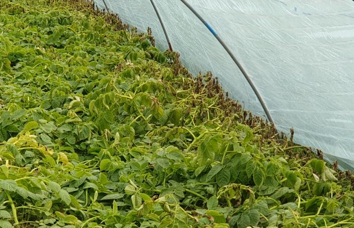 감자 언 피해 사진 [농촌진흥청]