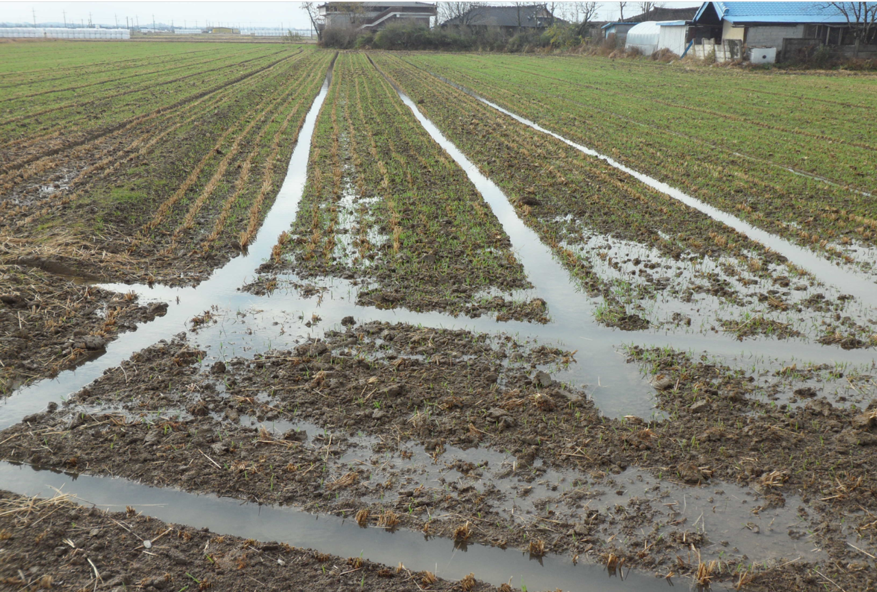 물빠짐길 관리 불량. 무너진 배수로는 다시 세우고 배수로와 배수구가 연결되어 물이 잘 빠지도록 배수로를 정비해야 한다. [농진청]