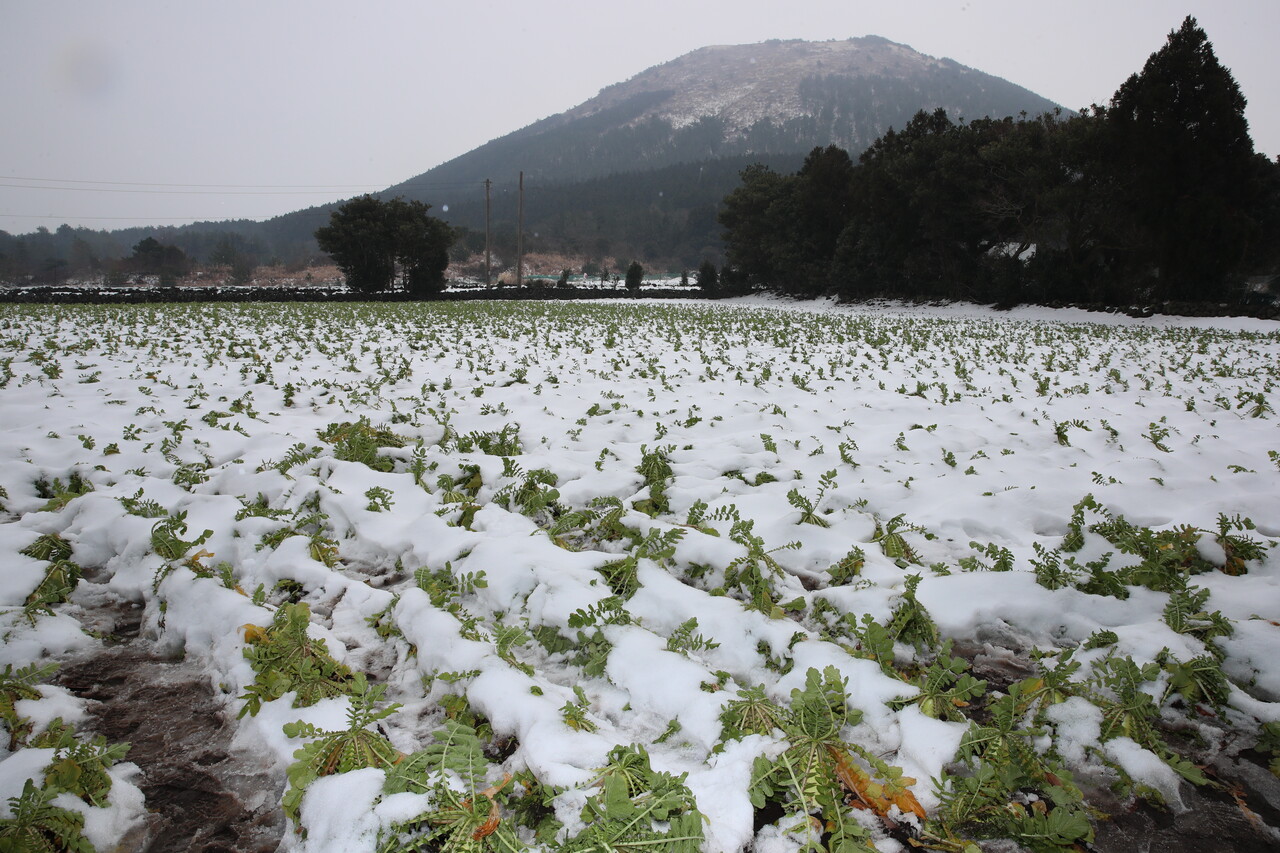 제주 월동무 밭 [뉴스1]
