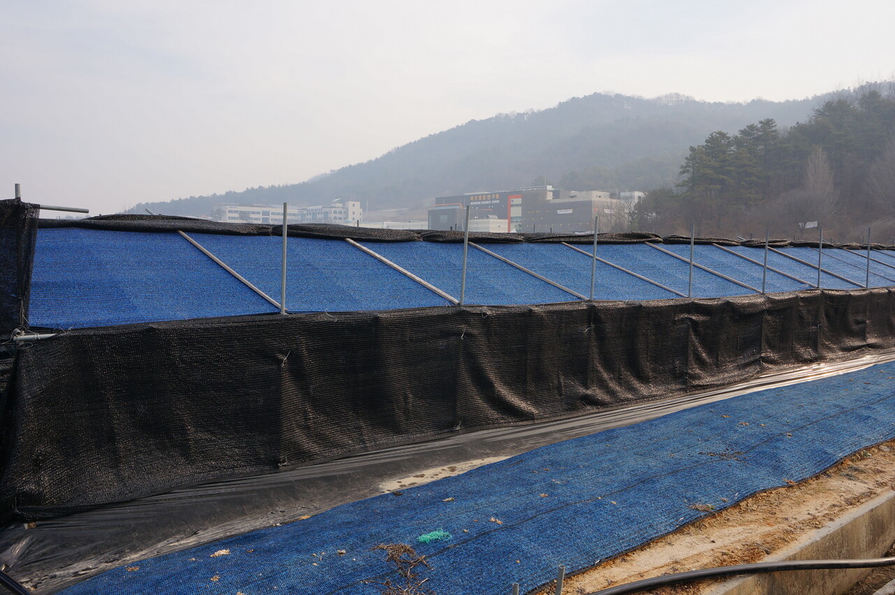 인삼밭 차광망 씌운 모습 [농진청]