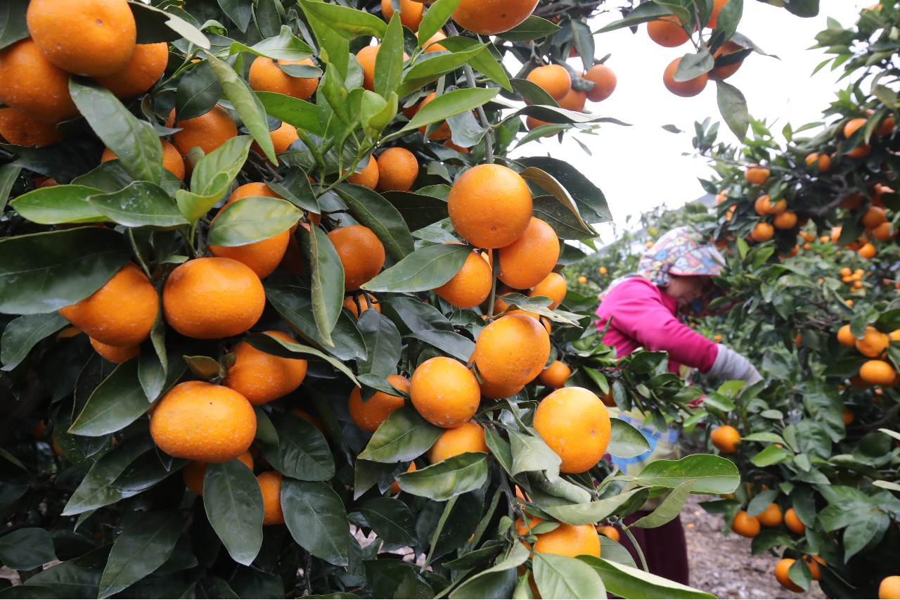 제주감귤. 위 사진은 기사 내용과 직접적인 관련이 없습니다. [뉴스1]