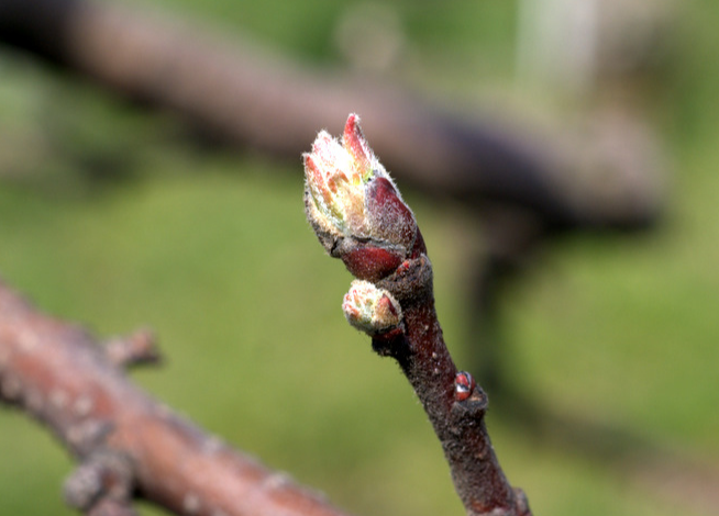 사과 녹색기. 사과는 녹색기~전엽기 사이에 약제를 살포해야 한다. [농진청]