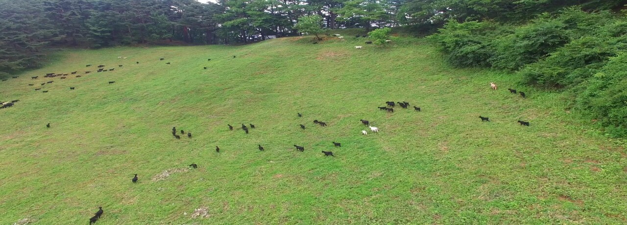 염소 방목 사진 [농진청]